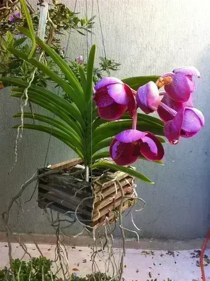 arranjo de orquídea vanda simples em caixote de madeira