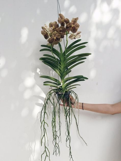 arranjo grande de orquídea vanda
