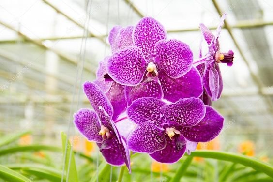 arranjo suspenso de orquídea vanda