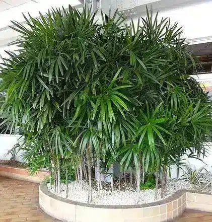 área externa com palmeira ráfia