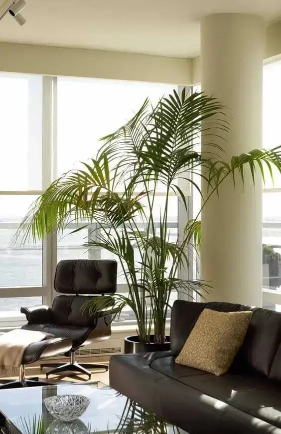 palmeira ráfia com folhas altas em sala de estar
