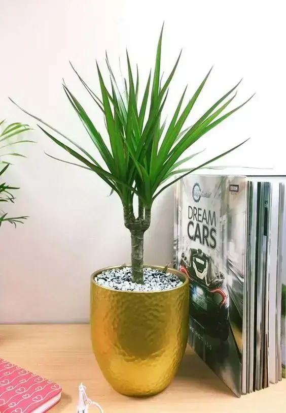 palmeira ráfia com vaso dourado