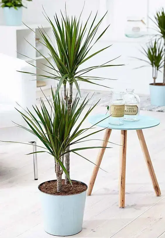 palmeira ráfia em vaso azul claro