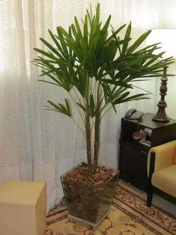 palmeira ráfia em vaso de vidro