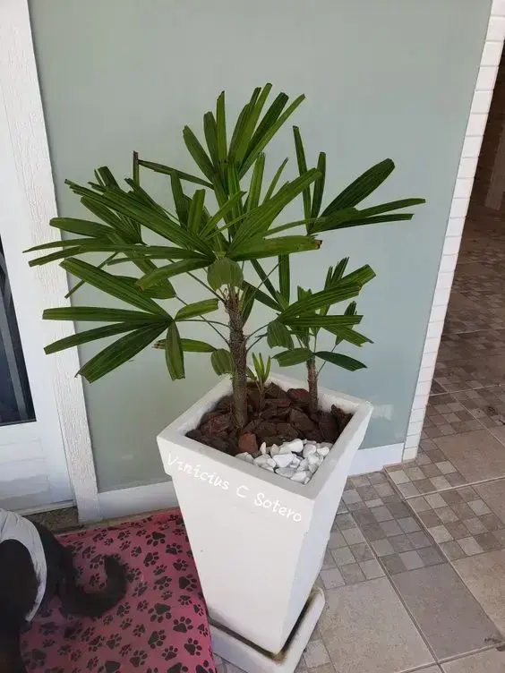 palmeira ráfia em vaso grande de pedra