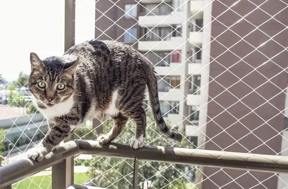 Redes de proteção – gato em sacada protegida com rede