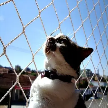 Redes de proteção – gato em varanda com rede de proteção